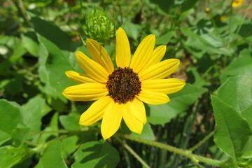 Beautiful yellow beach sunflower in Florida nature, closeup