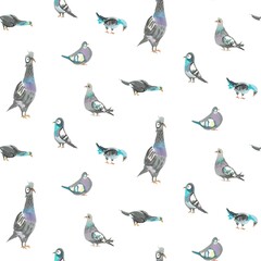 Illustration with pigeon watercolors on a white background.
