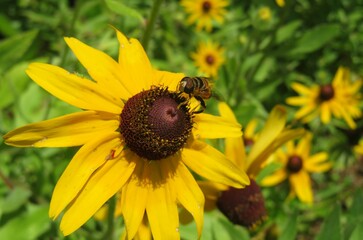 Hoverfly on yellow rudbeckia flower in Florida zoological garden, closeup