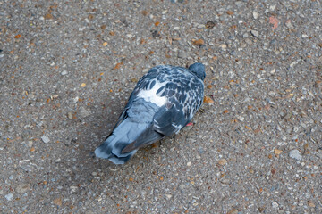 Grey pigeon pecks crumbs on the pavement