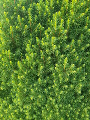 green forest background, thuja