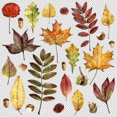 leaves of various trees in autumn colors. set of drawings made by watercolors
