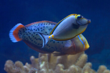 Fototapeta na wymiar Marine fish in natural habitat