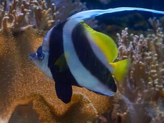 Fototapeta na wymiar Heniochus acuminatus, a triangular striped fish in ocean waters