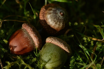 Large green and brown acorns in moss in the forest