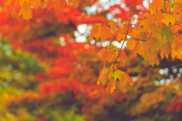  beautiful color change in Autumn leaves season in Japan.  very nice place for traveling