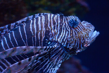 Variegated striped fish Pterois volitans in ocean waters