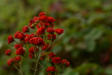 Miniature red roses in the open air