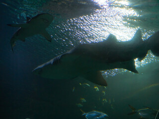 Fototapeta premium Swimming with Galeocerdo cuvier sharks in the ocean waters