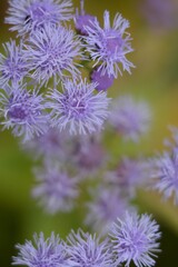 Purple autumn flowers on blurred background