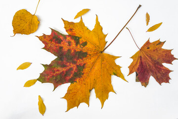 Various autumn leaves isolated on white background. Autumn season concept