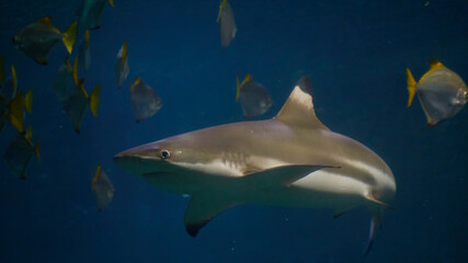 Swimming with Galeocerdo cuvier sharks in the ocean waters