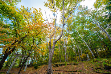 Fototapeta premium beautiful color change in Autumn leaves season in Japan. very nice place for traveling