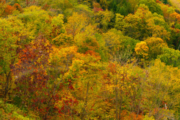 Fototapeta premium beautiful color change in Autumn leaves season in Japan. very nice place for traveling
