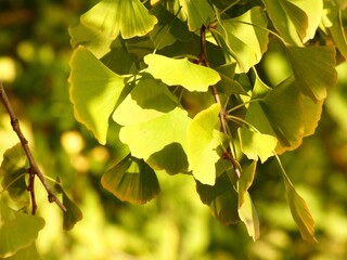 Maindenhair tree (Ginkgo biloba) leaves becoming yellow in autumn, Beijing, China