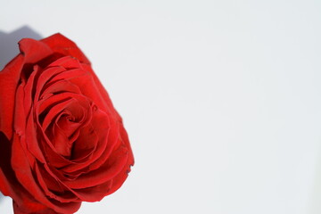 Beautiful isolated red rose in the corner of a white leaf. There is a place for text