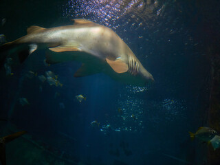 Fototapeta premium Swimming with Galeocerdo cuvier sharks in the ocean waters