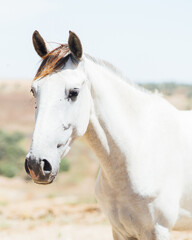 Obraz na płótnie Canvas Beautiful white horse in the countryside