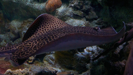 Stingrays at the bottom in ocean waters