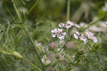 Arugula Flowers