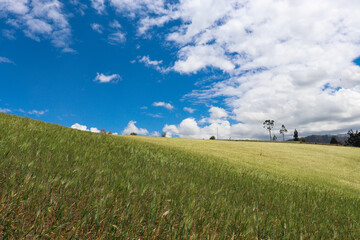 Fototapeta premium field and blue sky