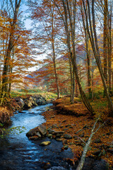 mountain water stream in the beech forest. beautiful nature scenery in autumn on a sunny day