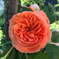 beautiful one orange rose in the garden