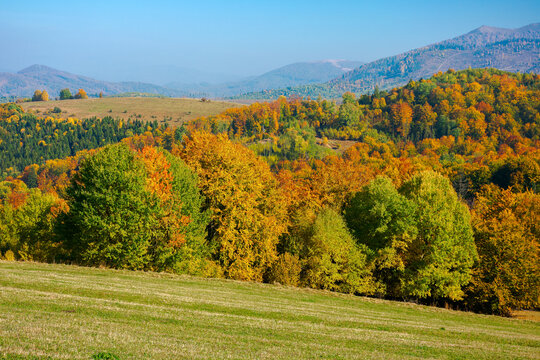 trees in colorful foliage on the hills. rolling countryside scenery in autumnal season. wonderful sunny weather on a sunny day in carpathian mountain landscape