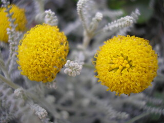 Santolina chamaecyparissus, manzanillera, cabezuelas, té de aragón, manzanilla de Mahón