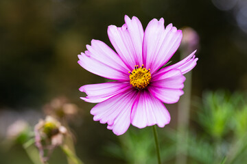 Obraz premium pink daisy in the grass