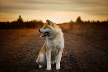 Japanese Akita Inu dot at Autumn sunset