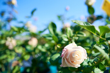 Hybrid Tea Rose Winter Sunset, Topalovich