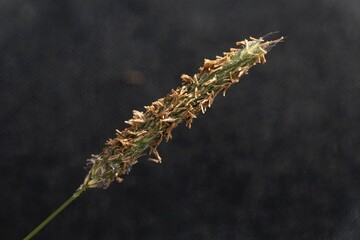 Inflorescence of a meadow foxtail, Alopecurus pratensis.