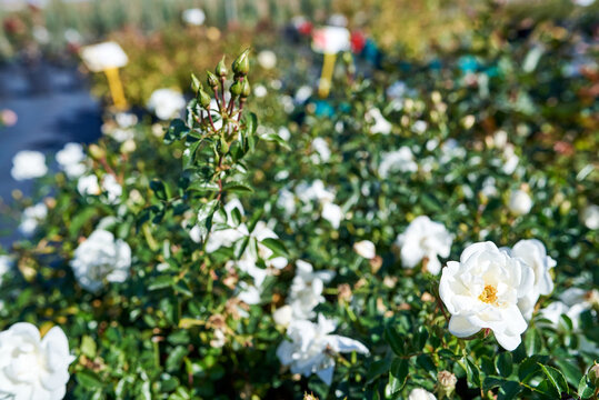 Floribunda rose Innocencia. Bush with white roses