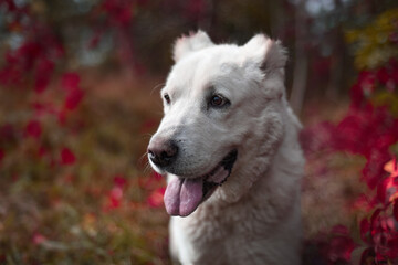 White dog Central Asian shepherd with red flowers background