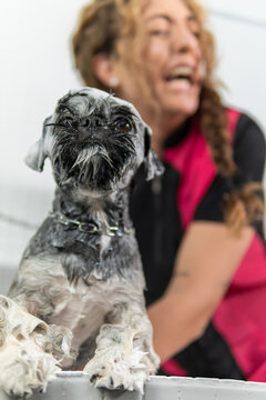 Funny image of a Shih Tzu dog sticking out his tongue, soaped up in a hygienic shower by his vet
