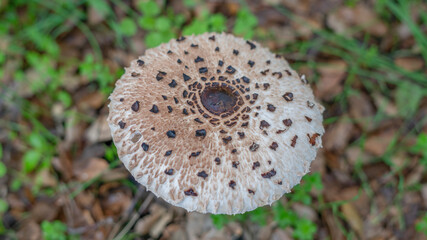Parasol mushrooms in a meadow.