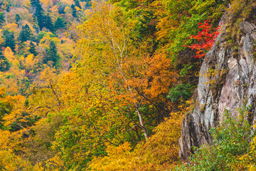 Fototapeta premium beautiful color change in Autumn leaves season in Japan. very nice place for traveling