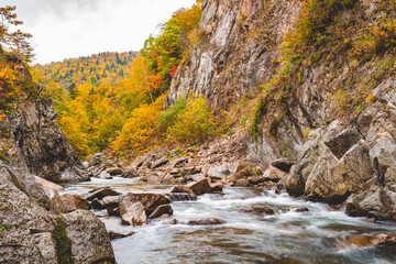  beautiful color change in Autumn leaves season in Japan.  very nice place for traveling