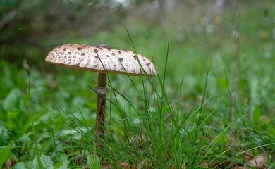 Parasol mushrooms in a meadow.