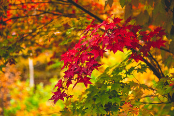  beautiful color change in Autumn leaves season in Japan.  very nice place for traveling