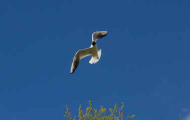 A seagull in flight. A seagull flies in a beautiful blue sky. A seagull in flight. View from below.