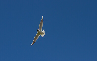 A seagull in flight. A seagull flies in a beautiful blue sky. A seagull in flight. View from below.