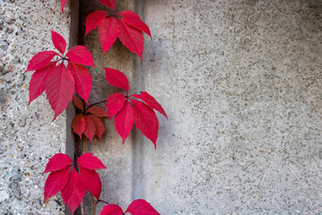 A stone wall with red ivy leaves with a copy of the space for the background or texture. Climbing plant. Background in retro style. Red plant leaves on old grunge walls.