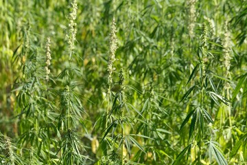 Field with cannabis plants, Cannabis sativa