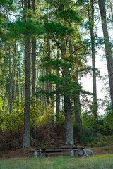 Autumn forest trees. nature green wood sunlight backgrounds. Aritzo - Sardinia 