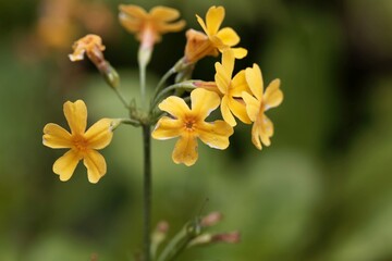 The candelabra primula Primula bulleyana.