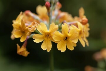 The candelabra primula Primula bulleyana.