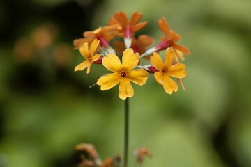 The candelabra primula Primula bulleyana.