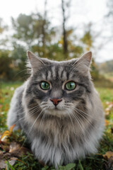 Naklejka na ściany i meble The cat looks into the camera with big eyes in surprise. Portrait of a fluffy, gray cat with green eyes. Vertical photo